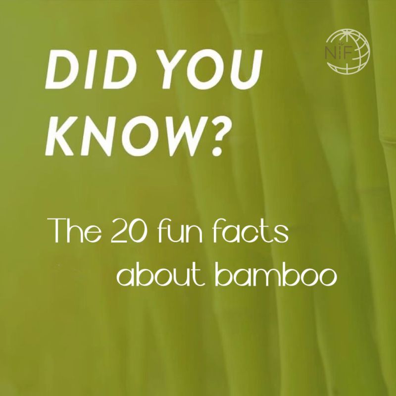 Os 20 factos divertidos sobre bambu.