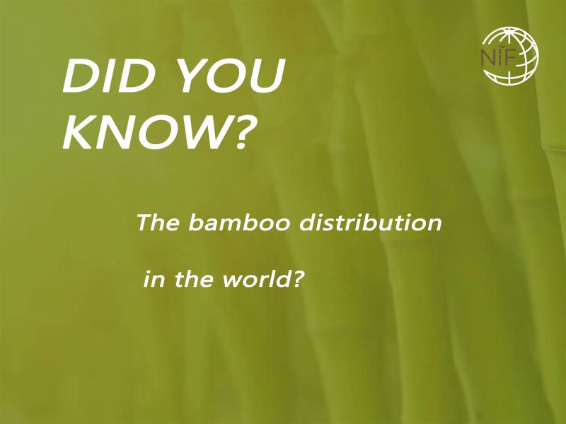 The bamboo distribution in the word